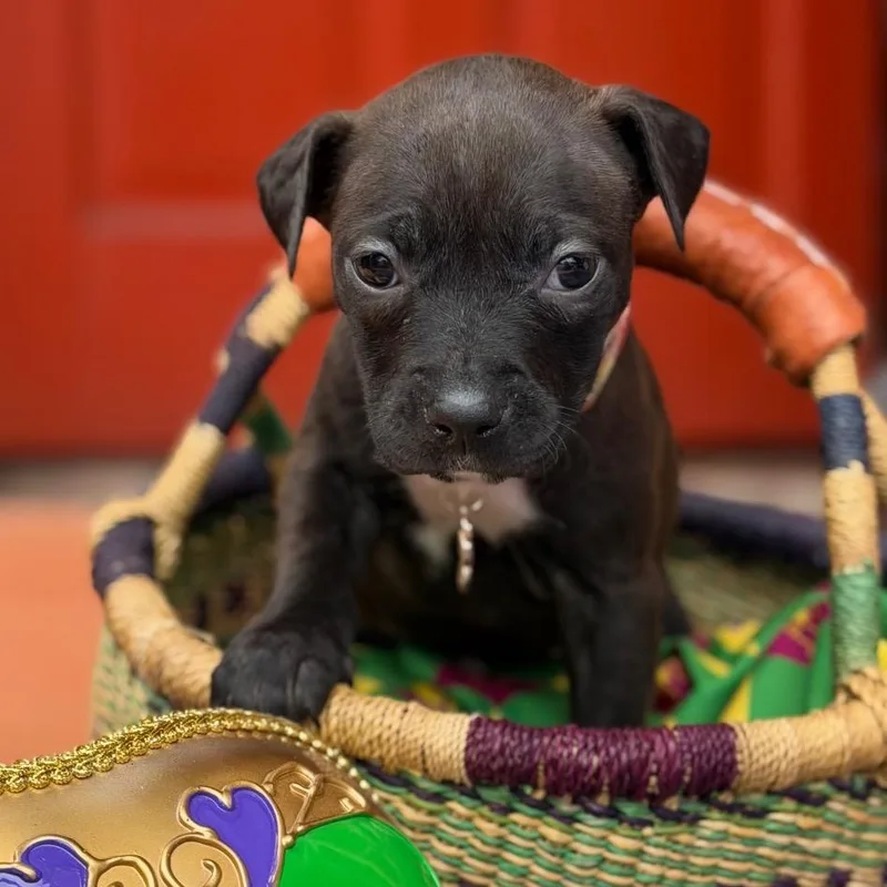 Marilyn Monwoof thumbnail 6