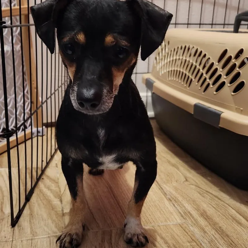 Snickerdoodle thumbnail 2