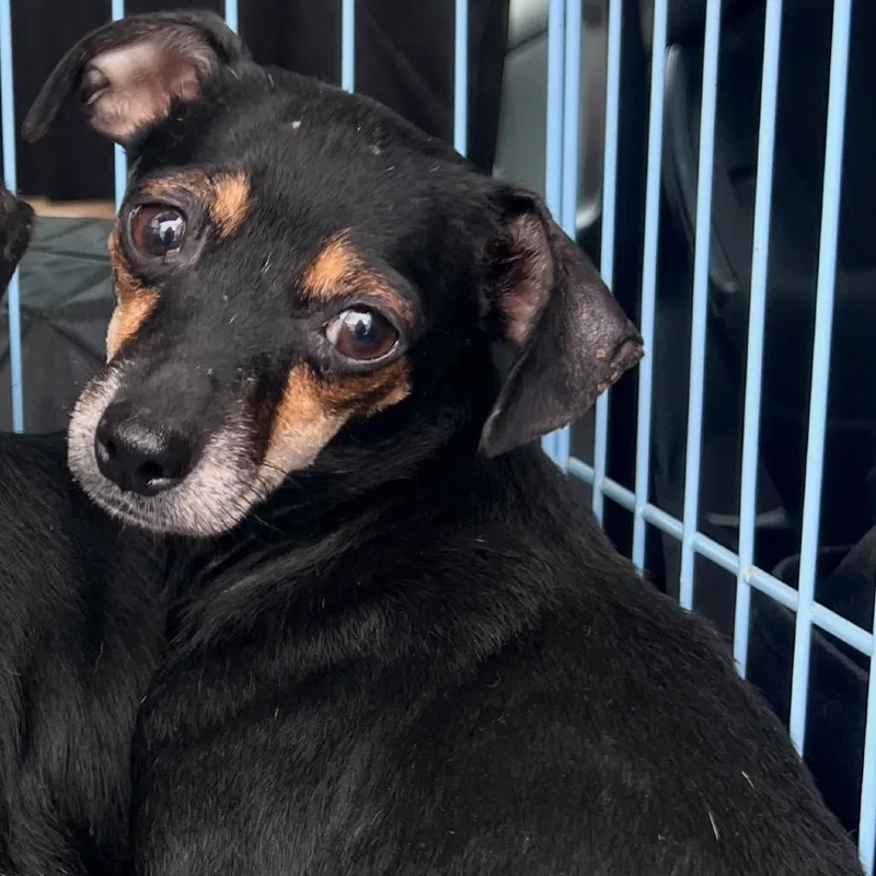 Snickerdoodle thumbnail 3