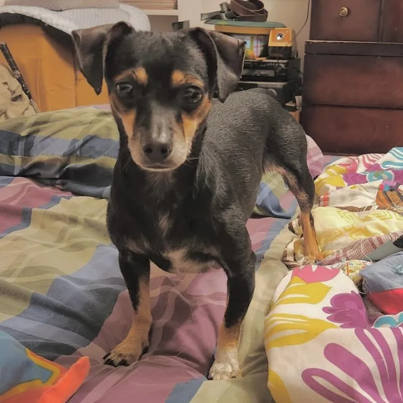 Snickerdoodle thumbnail 4