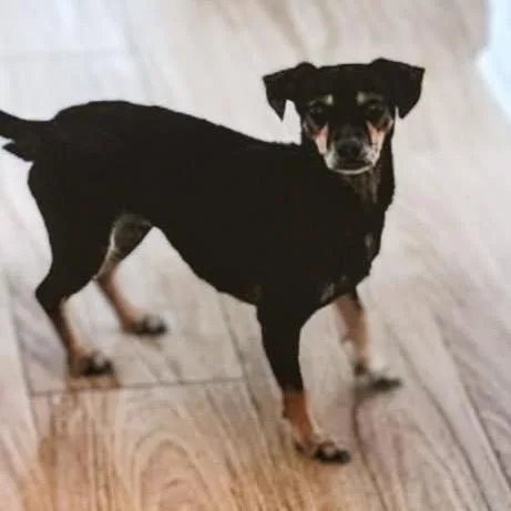 Snickerdoodle thumbnail 5