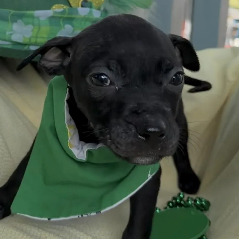 Ethel Mutts thumbnail 3