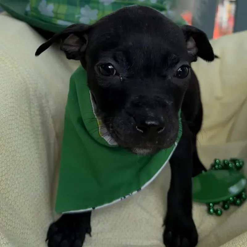 Ethel Mutts thumbnail 5