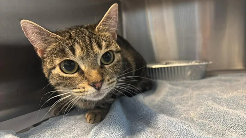 Squishy Face thumbnail 2