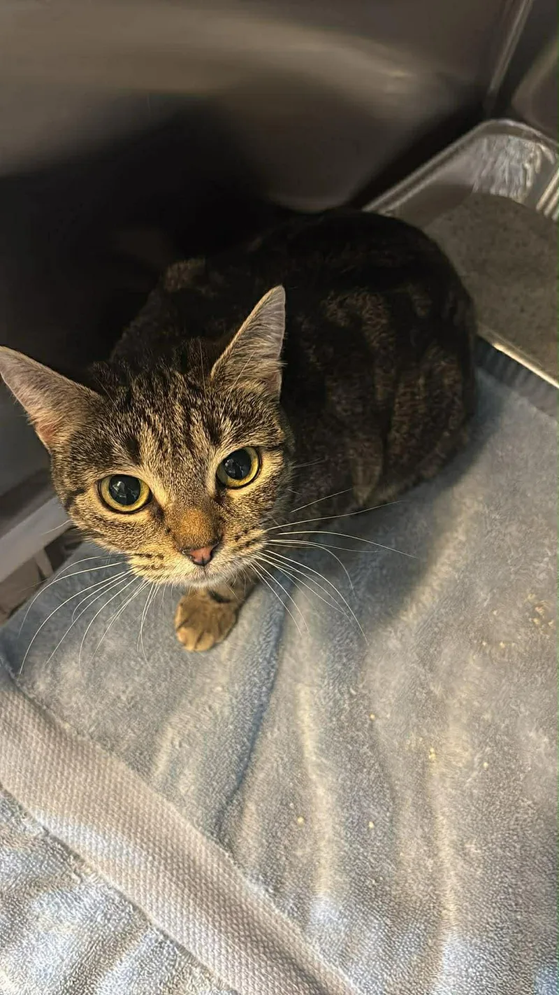 Squishy Face thumbnail 3