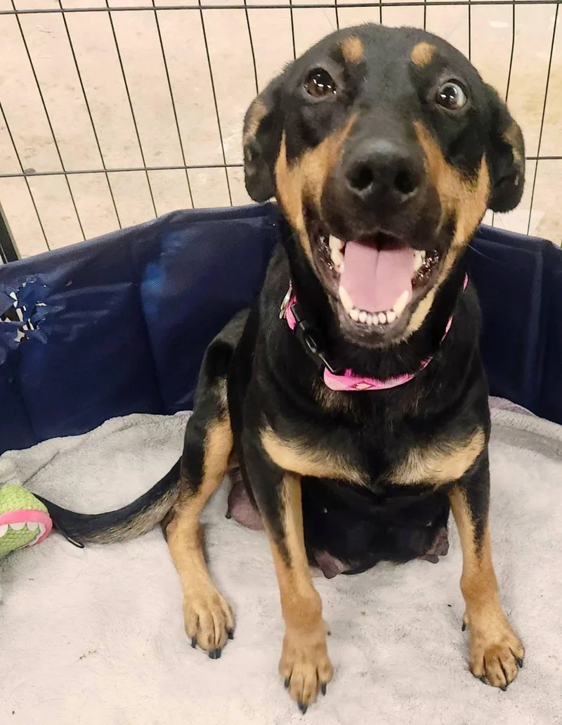 Freida Mcfadden thumbnail 3