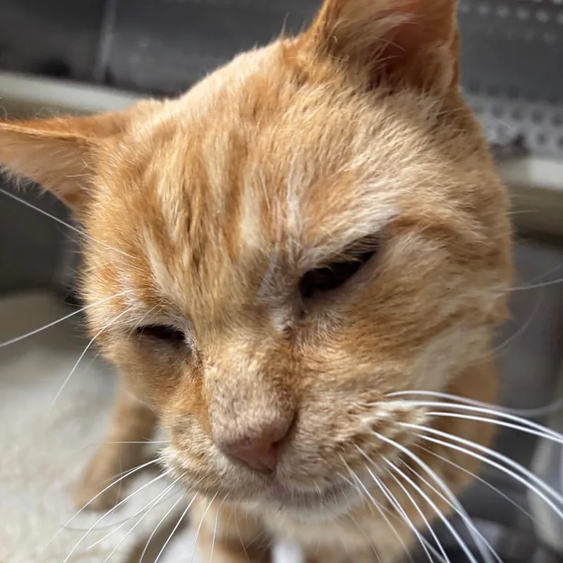 Pedro Aka Mr. Grumpy