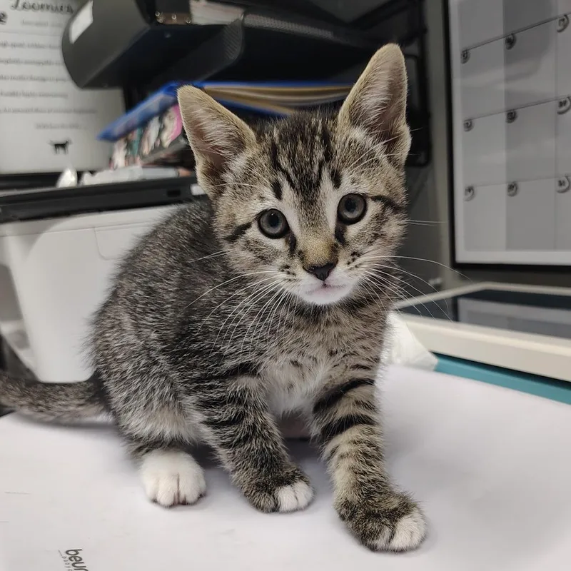 Jelly Bean thumbnail 2