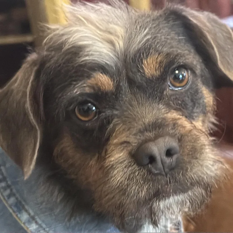 Cee Cee Cupcake thumbnail 2