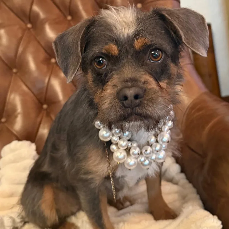 Cee Cee Cupcake thumbnail 4