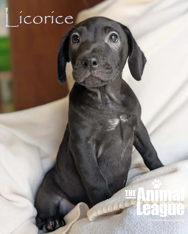 Licorice thumbnail 2