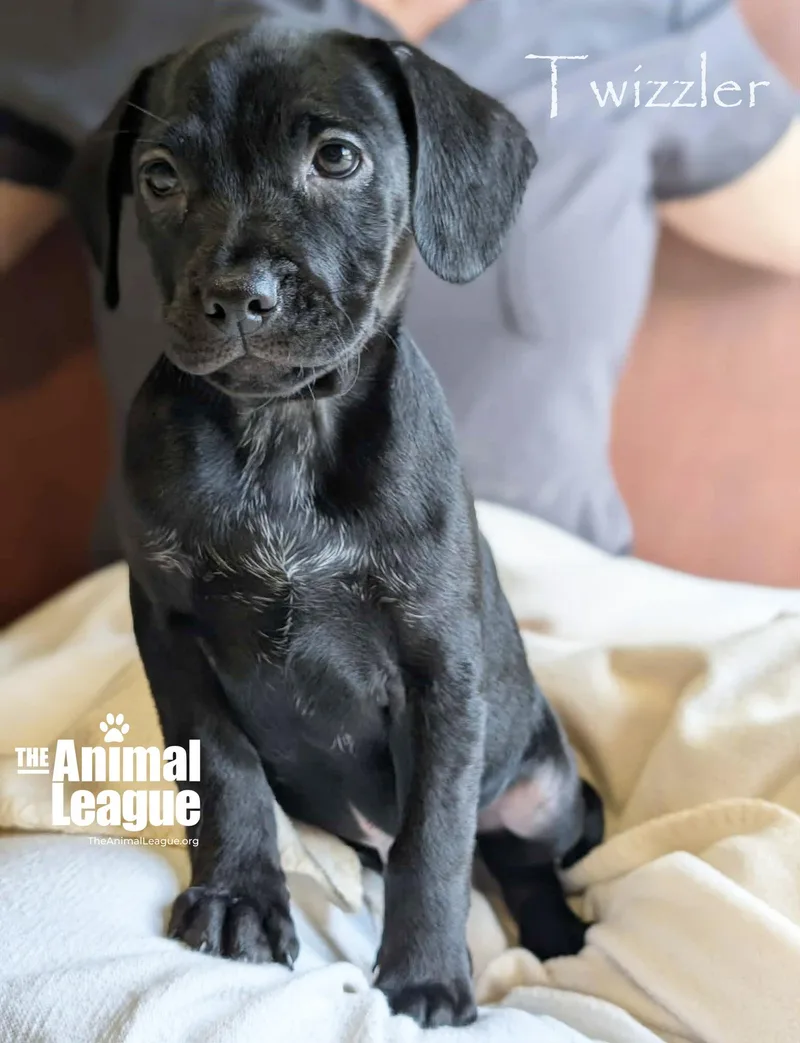 Twizzler thumbnail 4