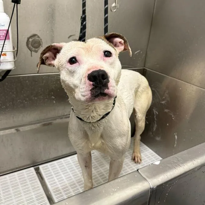 Wickerbottom thumbnail 2