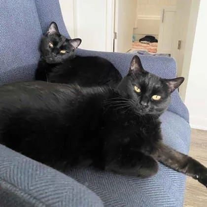 An adult small-sized male Black Domestic Short Hair cat named Jaxon for adoption in Atlanta, GA