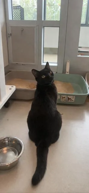 A young small-sized female Domestic Short Hair cat named Onyx for adoption in Roseville, CA