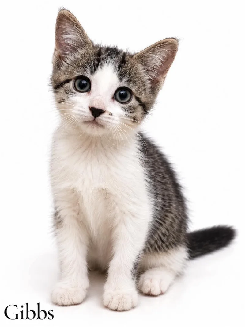 A baby medium-sized male Domestic Short Hair cat named Gibbs for adoption in Stevensville, MI