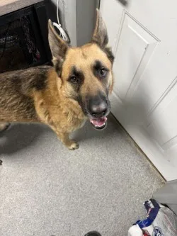 A young large-sized male brown black German Shepherd Dog dog named Max for adoption in Standish, MI