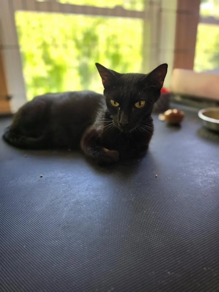 An adult medium-sized female Black Domestic Short Hair cat named Endurance for adoption in Shawnee, KS