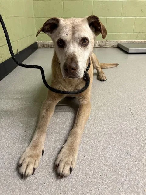 A senior large-sized male Labrador Retriever dog named Trace for adoption in Indianapolis, IN