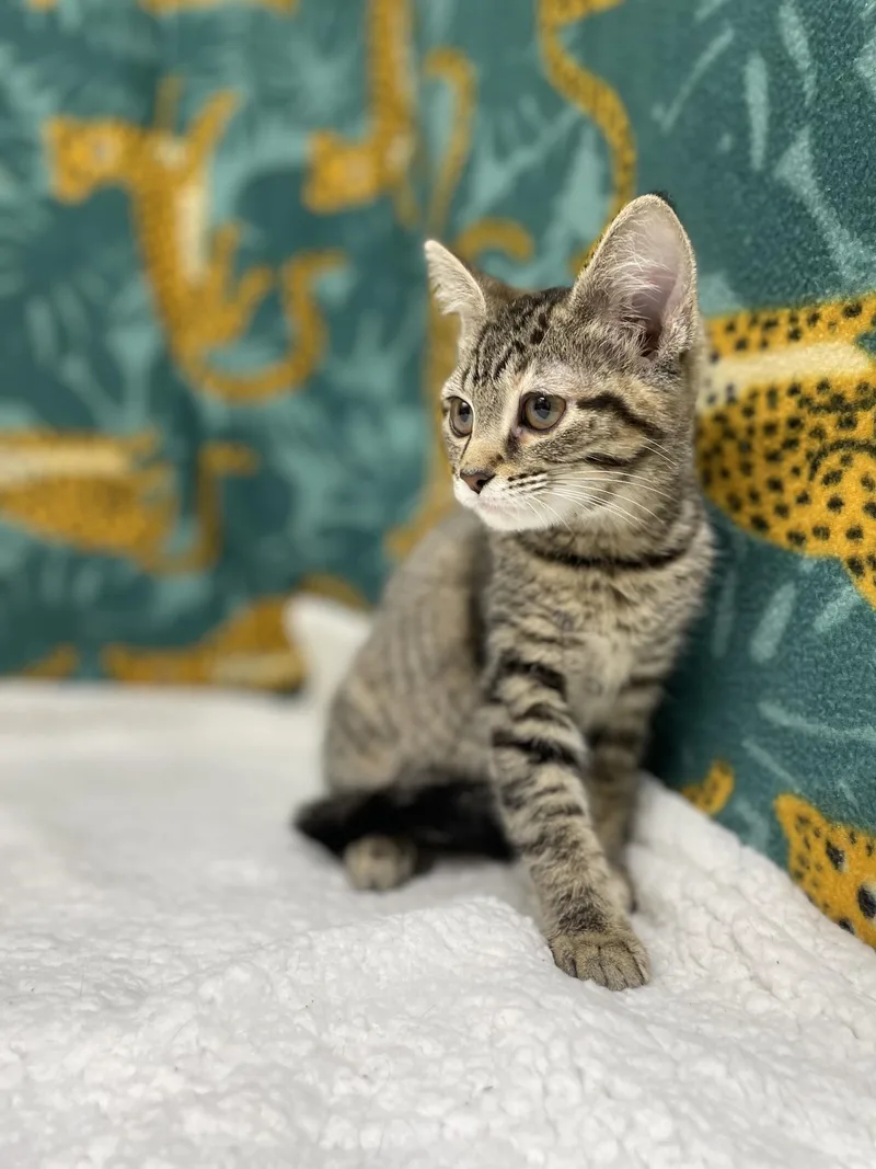 A young small-sized female Tabby (Tiger Striped) Domestic Short Hair cat named Autumn for adoption in Upper Sandusky, OH