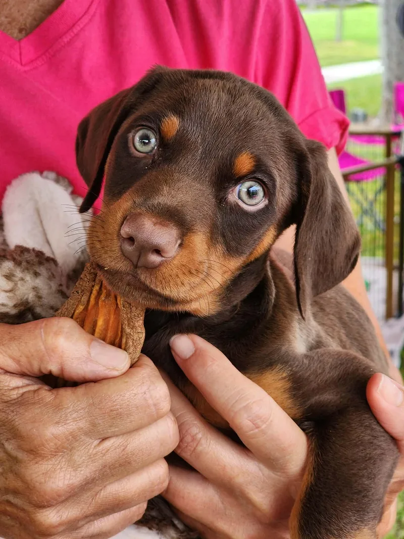 A baby medium-sized male Brown / Chocolate Doberman Pinscher dog named Vinny for adoption in Corona Del Mar, CA