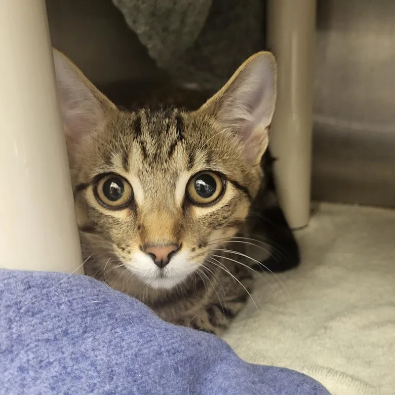 A baby medium-sized male Gray / Blue / Silver Domestic Short Hair cat named Henry for adoption in Fort Wayne, IN