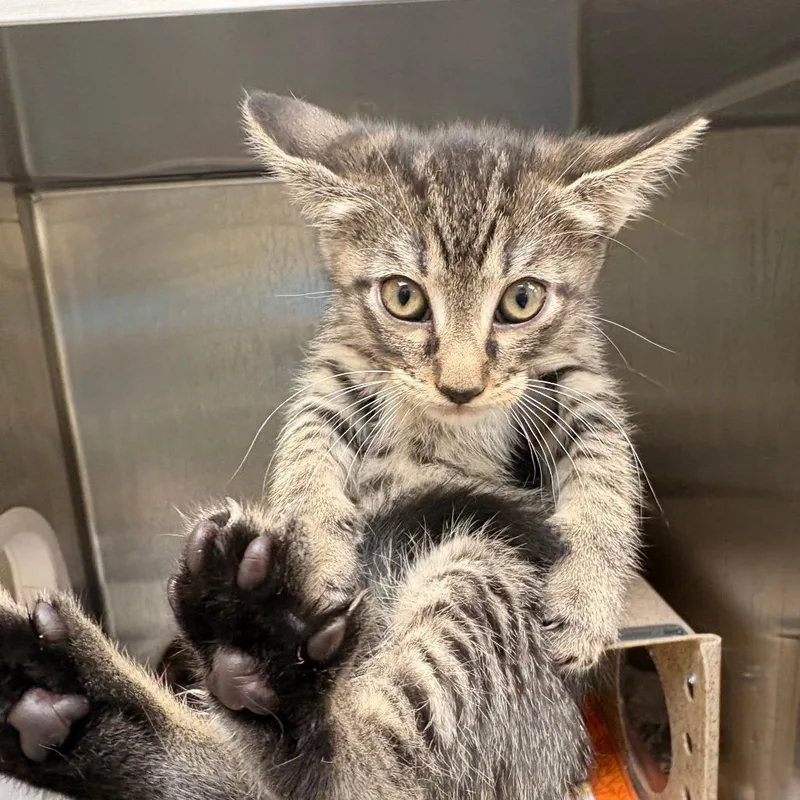A baby small-sized female Gray / Blue / Silver Domestic Short Hair cat named Dopey for adoption in Winston-Salem, NC