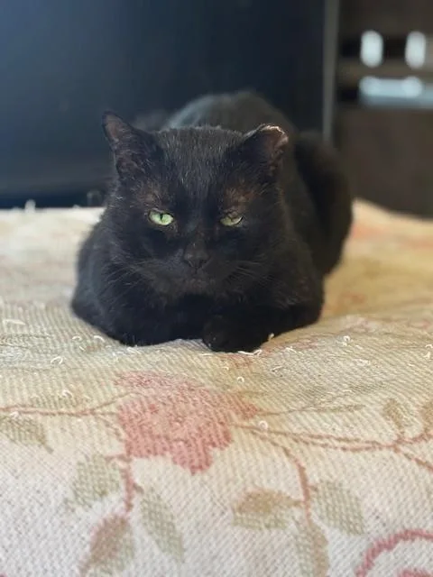 Sebastian thumbnail 2