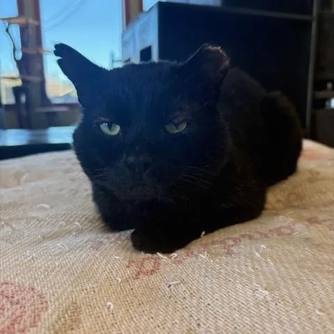 Sebastian thumbnail 3