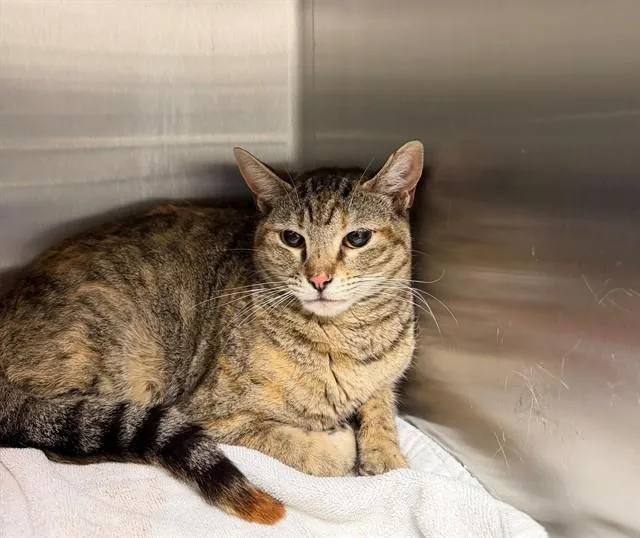 A young medium-sized female Domestic Short Hair cat named Jolene for adoption in Ontario, CA