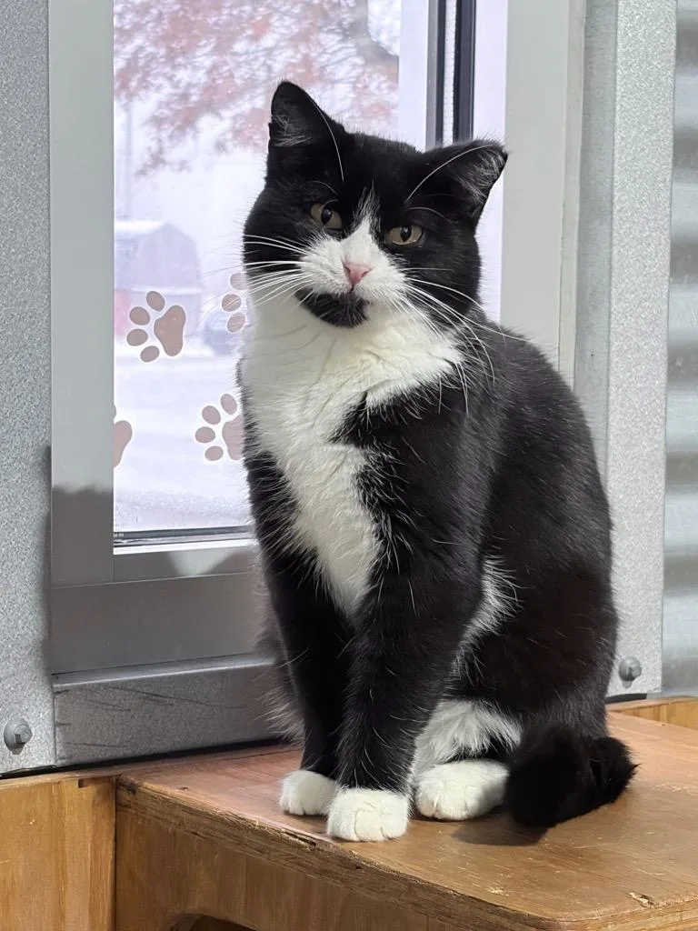 Panda  Silo thumbnail 2