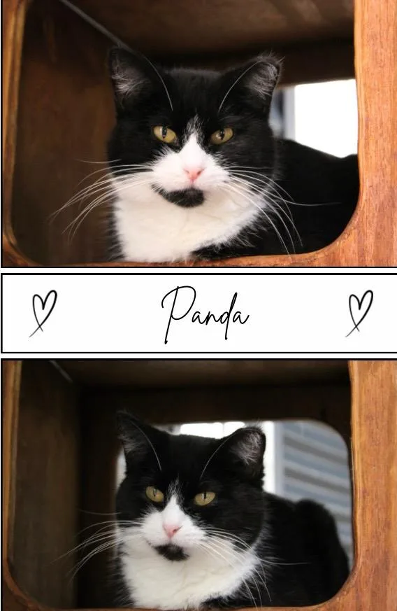 Panda  Silo thumbnail 3