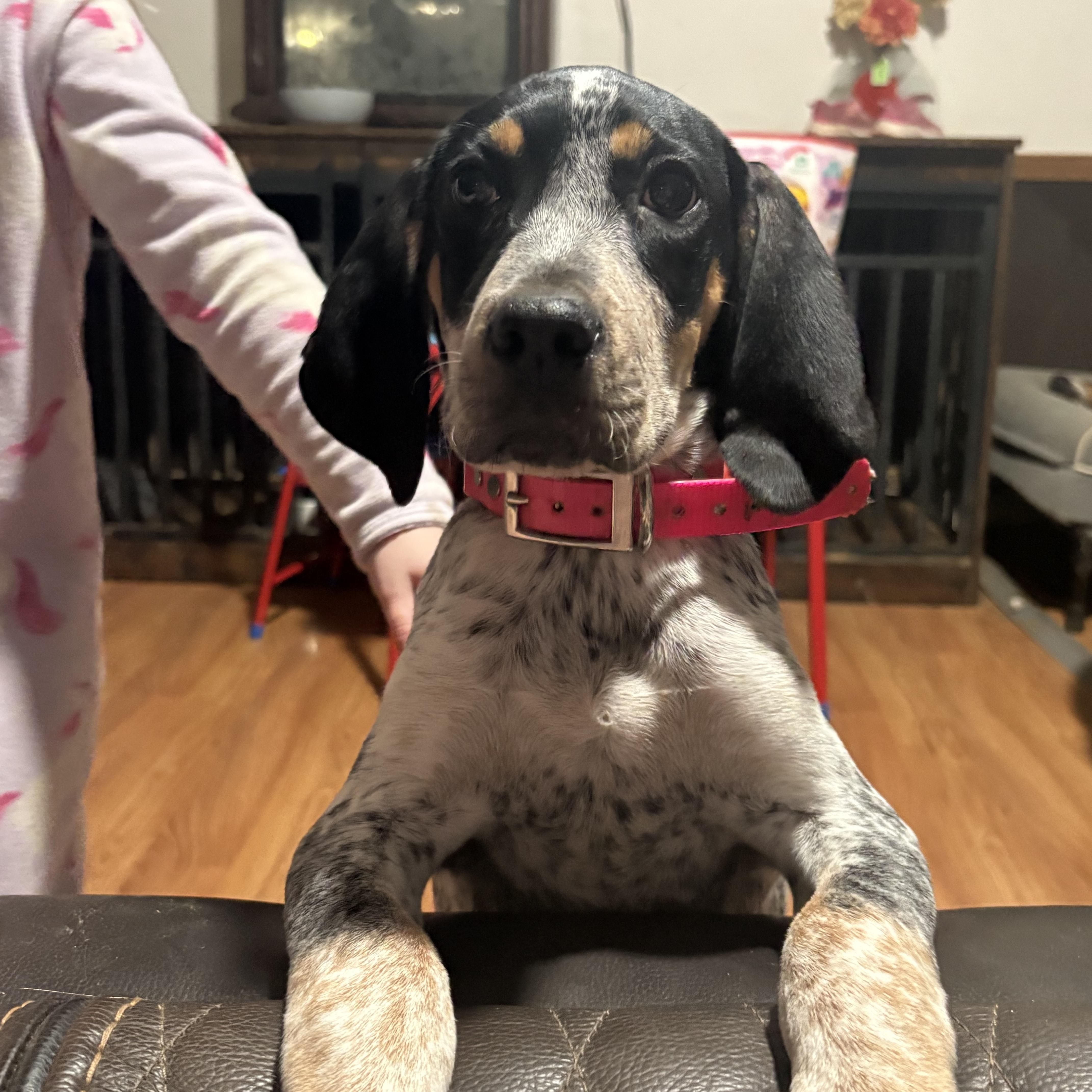 A young medium-sized female Gray / Blue / Silver English Coonhound dog named Jessie for adoption in Maryville, TN