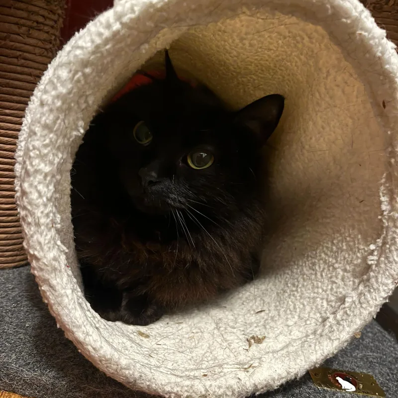 Linda And Loonette thumbnail 4