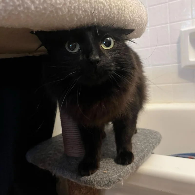 Linda And Loonette thumbnail 5