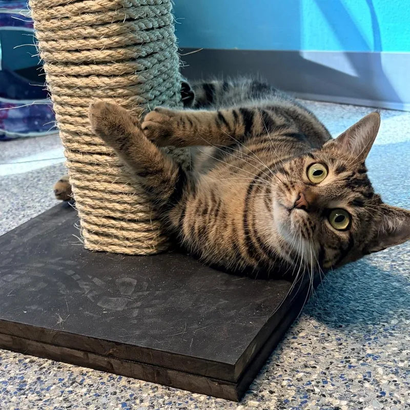 Cinnamonroll thumbnail 2