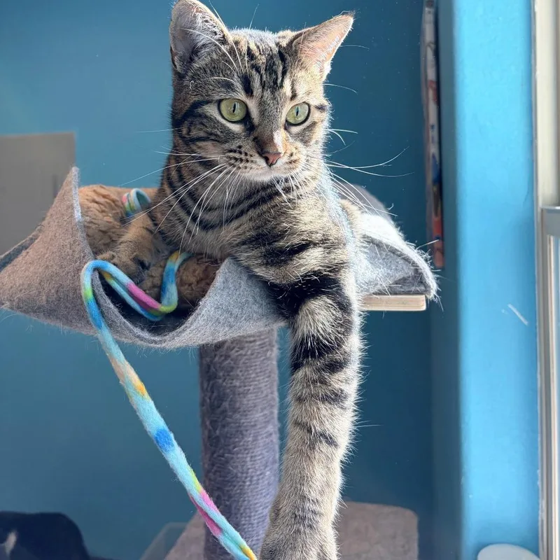 Cinnamonroll thumbnail 3