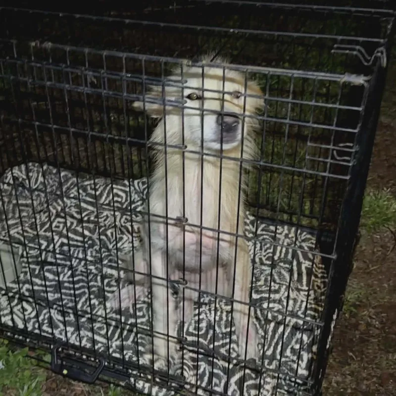 Hokulani thumbnail 2