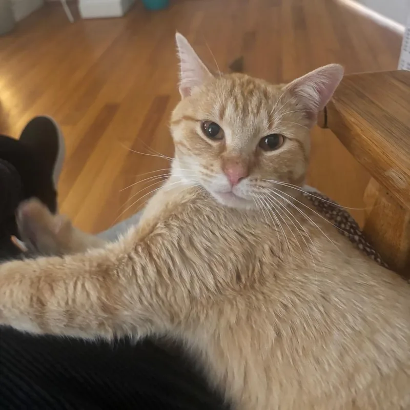 Valentin thumbnail 2