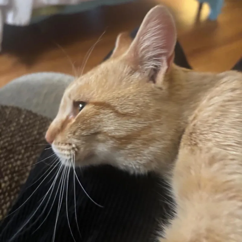 Valentin thumbnail 3