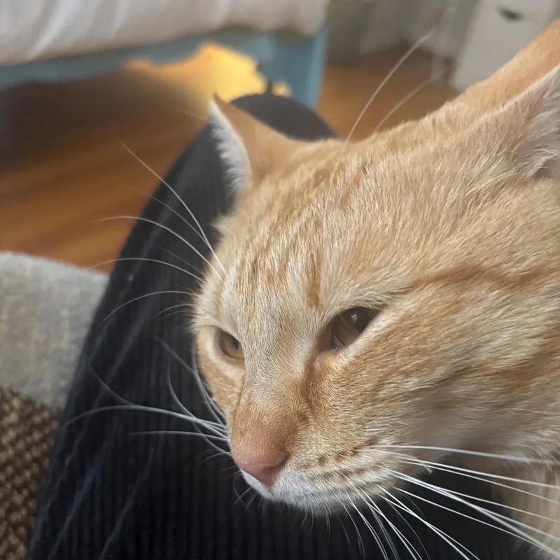 Valentin thumbnail 4