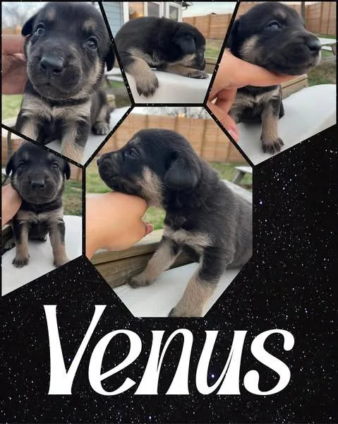 Venus