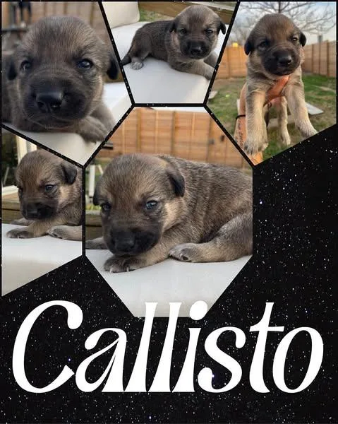 Callisto