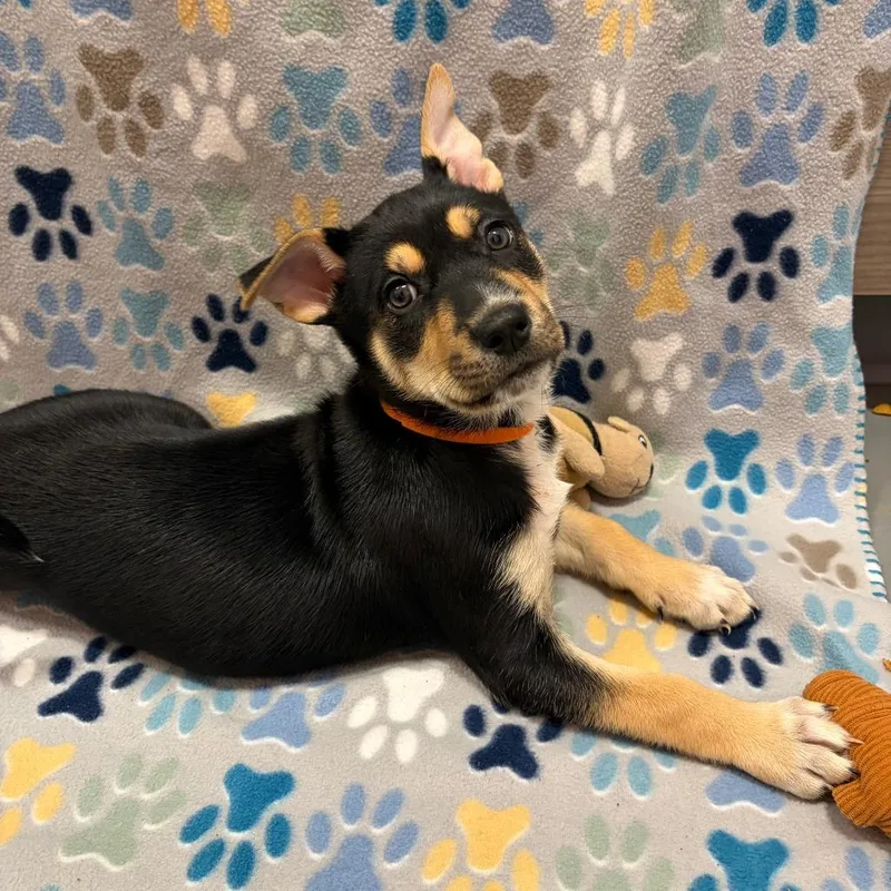 Pie Plate thumbnail 2