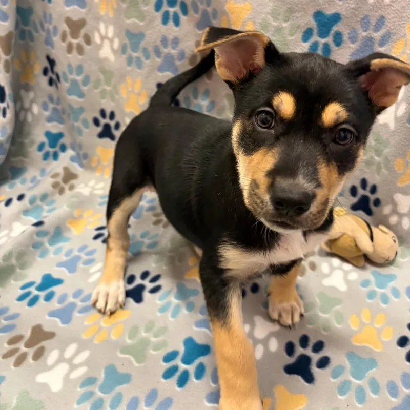 Pie Plate thumbnail 3