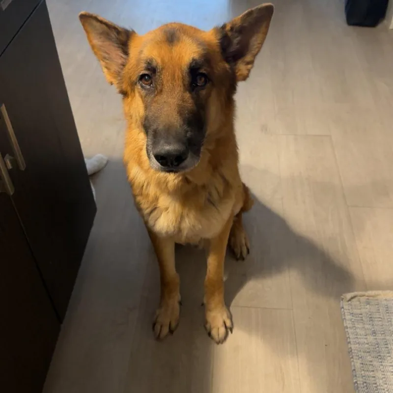 Squirrely Dan thumbnail 2