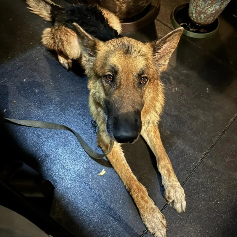 Squirrely Dan thumbnail 3