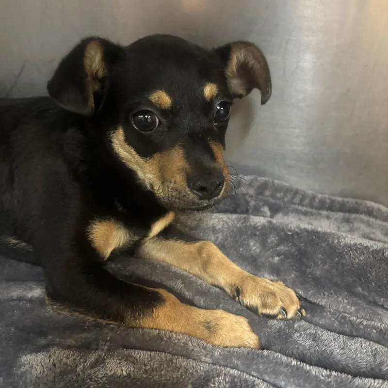 Scrappy Doo thumbnail 2