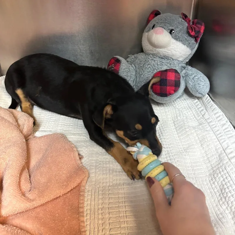 Scrappy Doo thumbnail 3