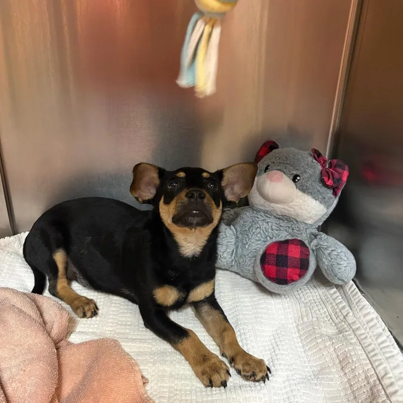 Scrappy Doo thumbnail 4